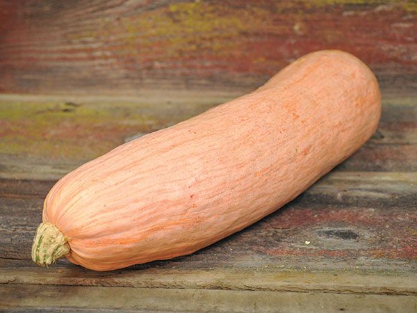 Squash Pink Banana Jumbo Seeds