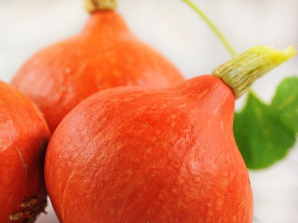 Squash Hubbard Red Kuri Seeds