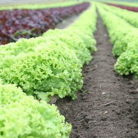 Microgreen Lettuce Blend