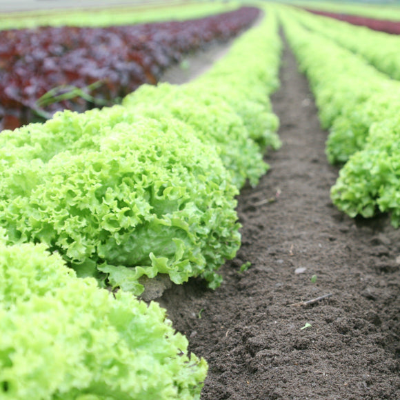 Microgreen Lettuce Blend