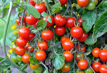 Tomato, Small Red Cherry Seeds