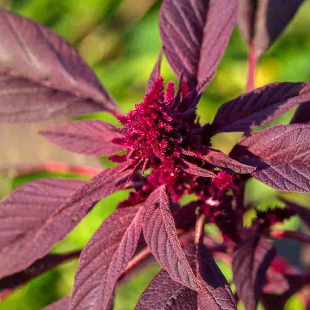 Close-up of red amaranth leaves and a flower head in full sun.