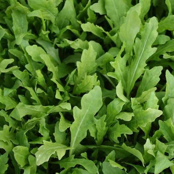 Close-up of a field of green leafy plants