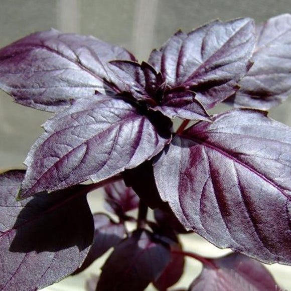 Close-up of dark purple opal basil leaves with a vibrant purple hue and slightly serrated edges.