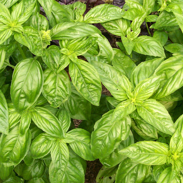Close-up of green basil leaves