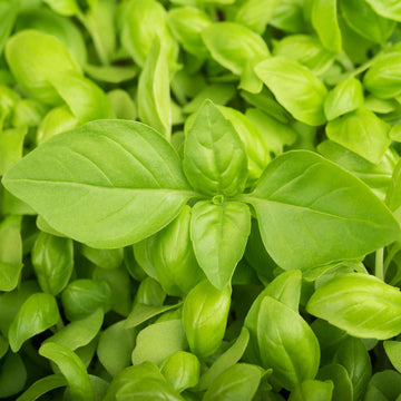 Close-up of fresh green basil leaves.