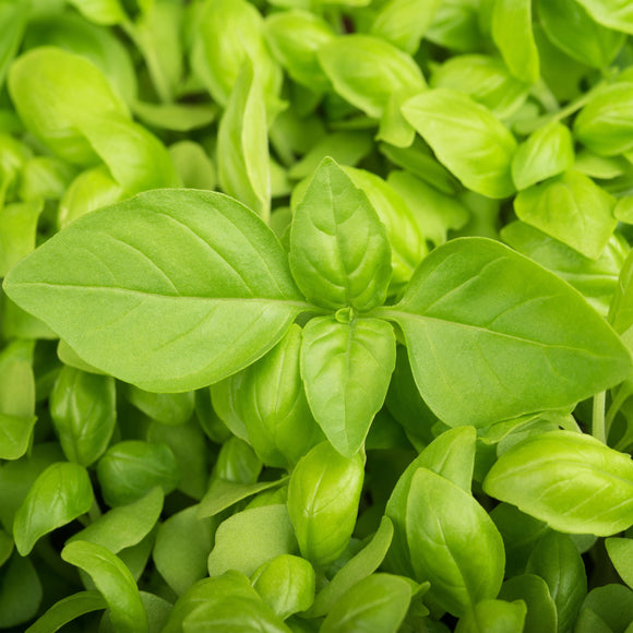 Close-up of fresh green basil leaves.