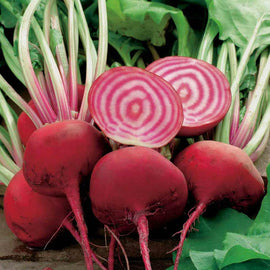 A group of Chioggia beets with distinctive red and white striped interiors, alongside their green tops, indicating the beets are ready for harvest.