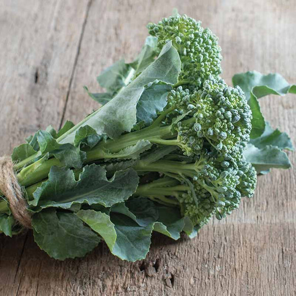 A fresh bunch of broccoli with green leaves and unopened flower buds, bound by a rubber band on a wooden surface.
