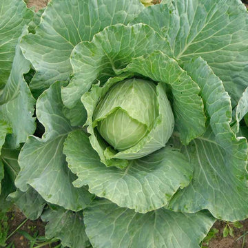 A fresh head of green cabbage with outer leaves intact, growing in the ground.