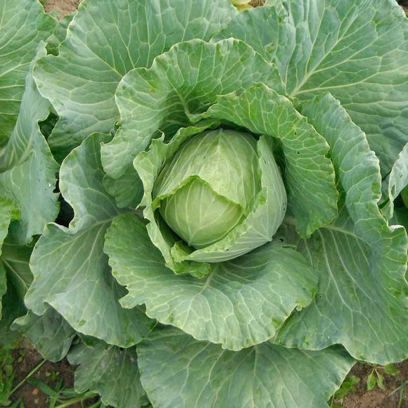 A fresh head of green cabbage with outer leaves intact, growing in the ground.
