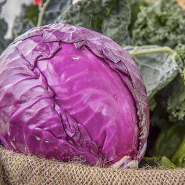 A fresh purple head of cabbage, with a burlap sack in the background, indicative of its organic nature.