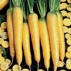 A group of Chablis carrots with a bright yellow color and green tops, laid out in a row with some cut carrots showing the interior.