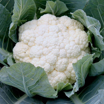 A mature white cauliflower head with green leaves.