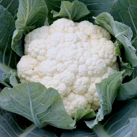 A mature white cauliflower head with green leaves.