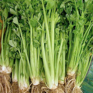 A group of fresh celery stalks with green leaves and roots, indicating they have been recently harvested.