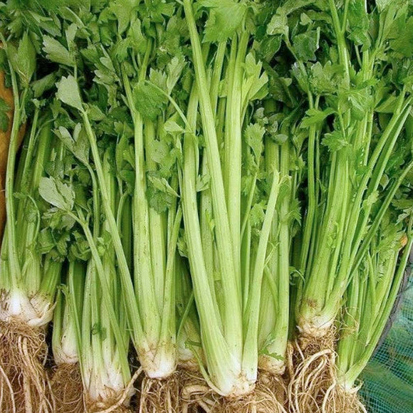 A group of fresh celery stalks with green leaves and roots, indicating they have been recently harvested.