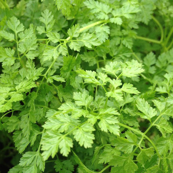 A close-up image of fresh green chervil leaves with a blurred background.