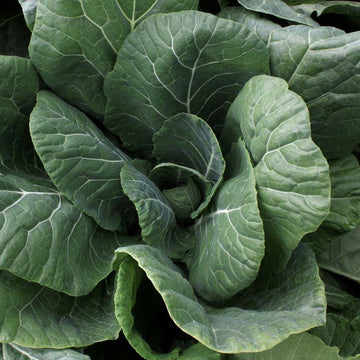 A close-up image of a collard green leaf with a rich, dark green color.