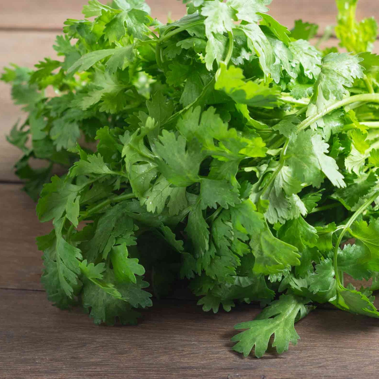 Bunch of fresh cilantro on a wooden surface