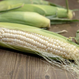 Fresh ears of Silver Queen sweet corn with green husks partially removed, showing white kernels, on a wooden surface.