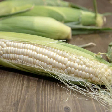 Fresh ears of Silver Queen sweet corn with green husks partially removed, showing white kernels, on a wooden surface.