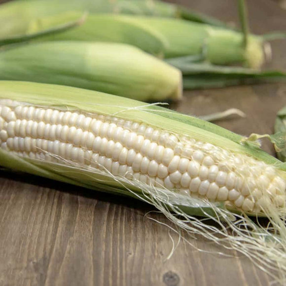 Fresh ears of Silver Queen sweet corn with green husks partially removed, showing white kernels, on a wooden surface.