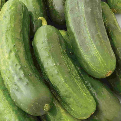 A pile of fresh green cucumbers, not yet pickled, showing their typical elongated shape and green skin.