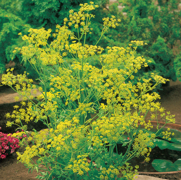 A mature dill plant with tall yellow flowers and green leaves, growing outdoors.