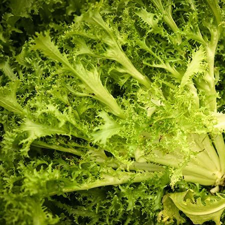 Endive Frisee Seeds