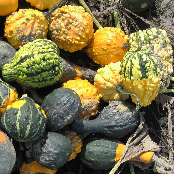 A variety of decorative gourds with different colors and textures arranged on the ground.