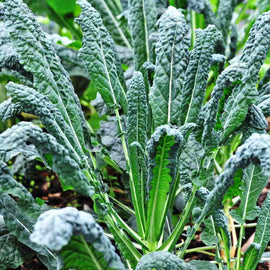A close-up of Lacinato Kale with blue-green leaves growing up from the central stem.