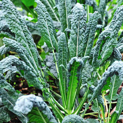 A close-up of Lacinato Kale with blue-green leaves growing up from the central stem.