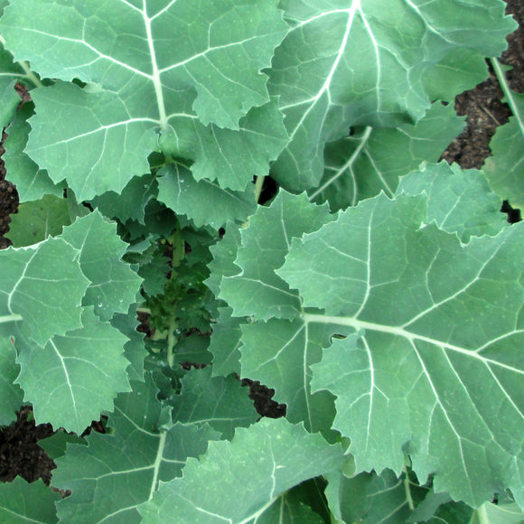 Close-up of green leafy plants with some brown spots
