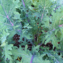 Close-up of green leafy plants with purple stems