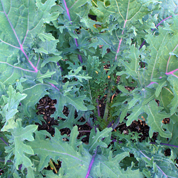 Close-up of green leafy plants with purple stems
