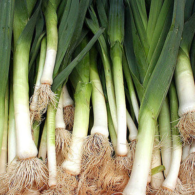 Close-up of leeks with roots still attached