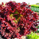 Close-up of red leaf lettuce with a blurred background of greenery