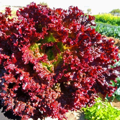 Close-up of red leaf lettuce with a blurred background of greenery