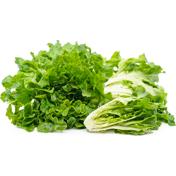 Fresh green lettuce leaves on a white background