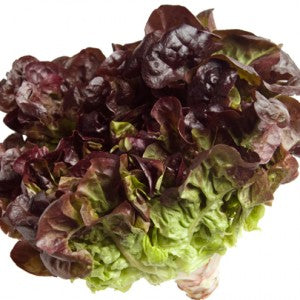 A fresh head of red leaf lettuce with a mixture of dark red and green leaves.