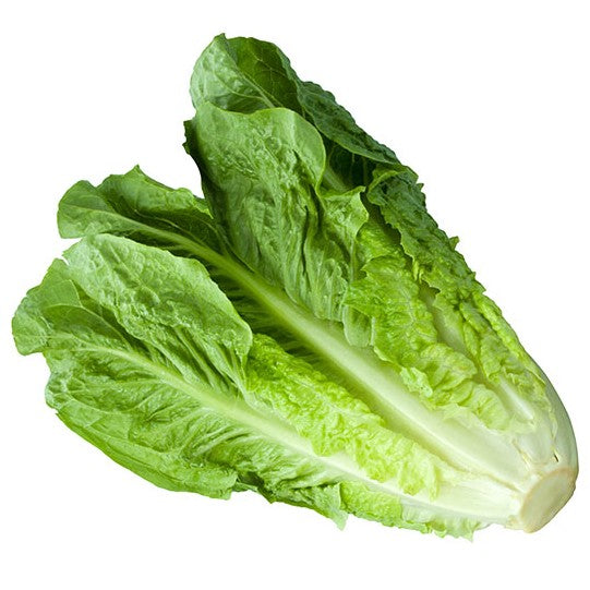 Head of green lettuce on a white background