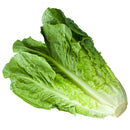 Head of green lettuce on a white background