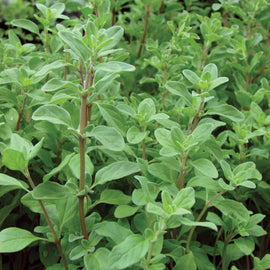 Marjoram Sweet Seeds