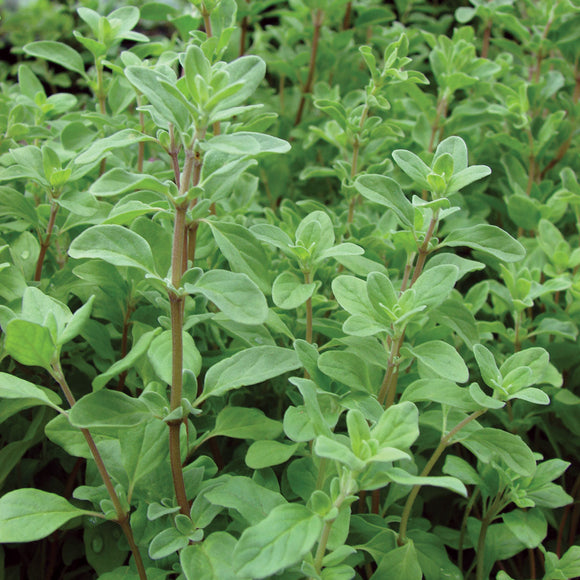 Marjoram Sweet Seeds