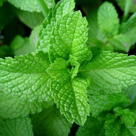 Close-up of green mint leaves with a blurred background