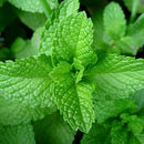 Close-up of green mint leaves with a blurred background