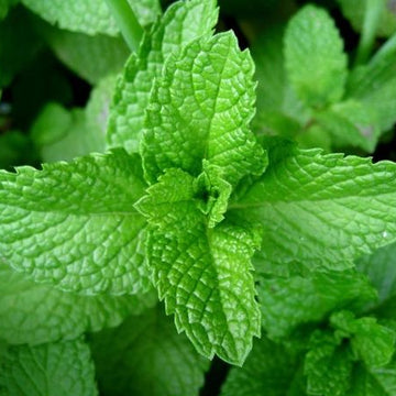 Close-up of green mint leaves with a blurred background