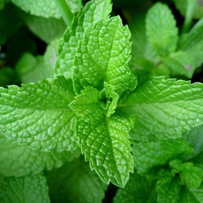 Close-up of green mint leaves with a blurred background