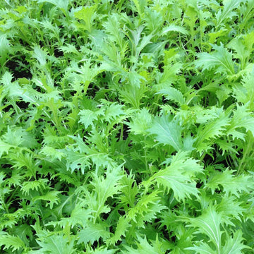 Mustard Mizuna Seeds